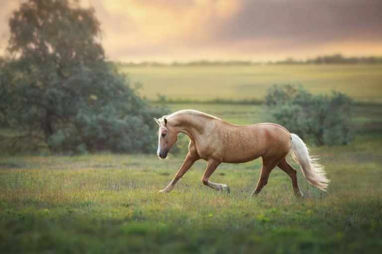 400+ Buckskin Horse Names
