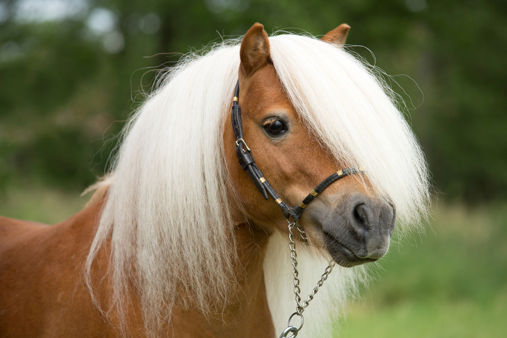 horse with white frizzy hair