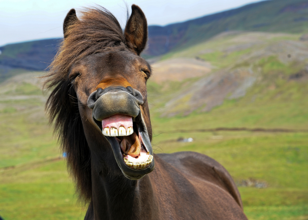 smiling black horse