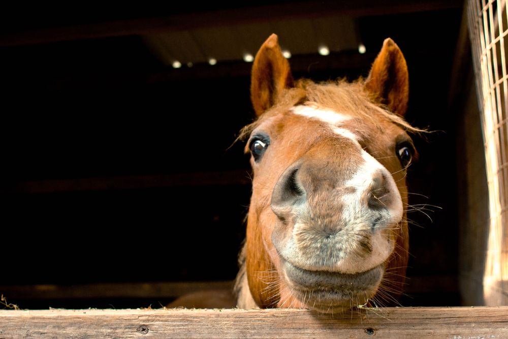 smiling horse