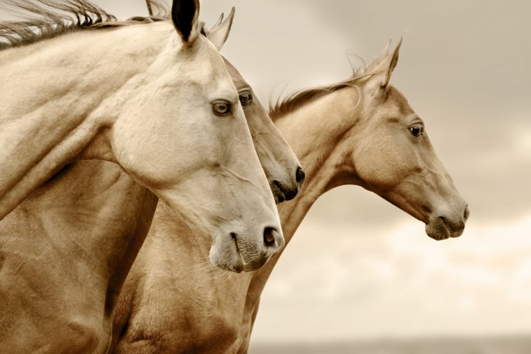 400+ Indian Horse Names