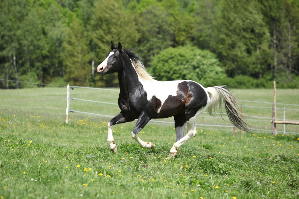 black and white paint horse