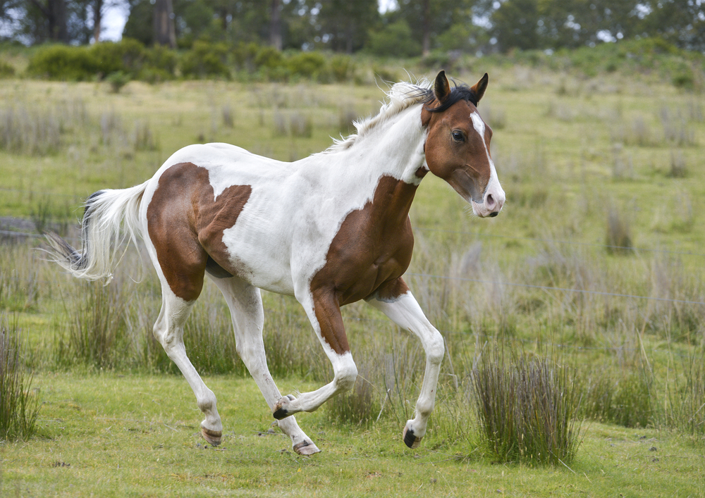 paint horse prancing