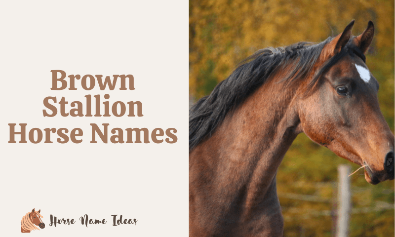 Brown Stallion Horse Names