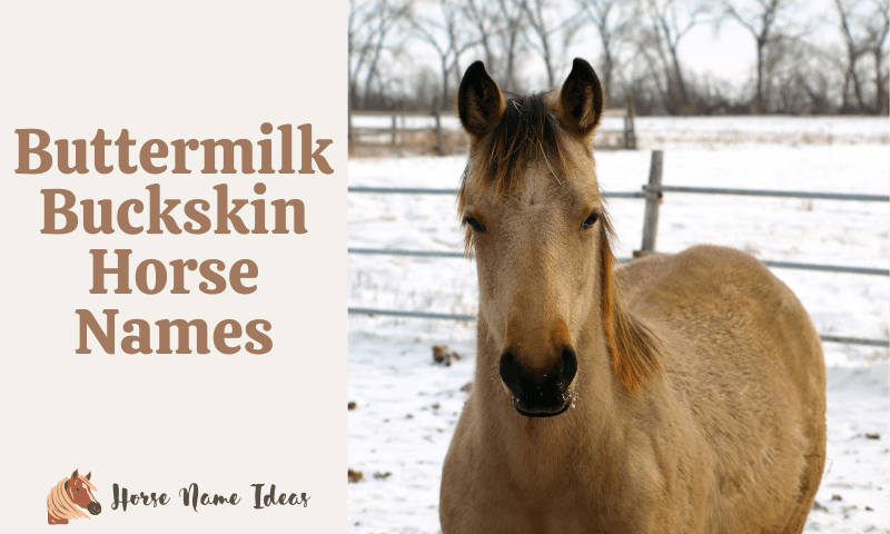 Buttermilk Buckskin Horse Names