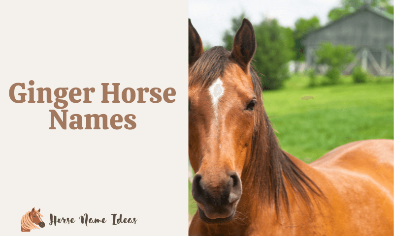 Ginger Horse Names