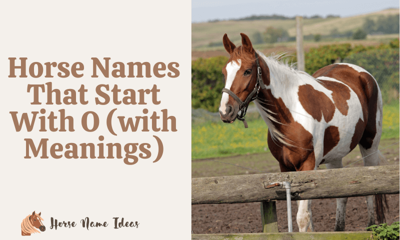 Horse Names That Start With O