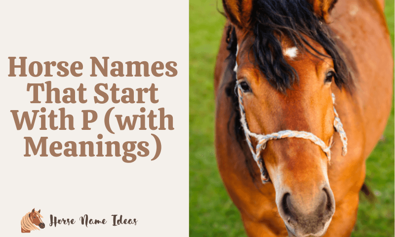 Horse Names That Start With P