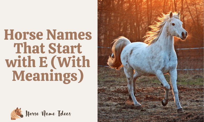 Horse Names That Start with E With Meanings