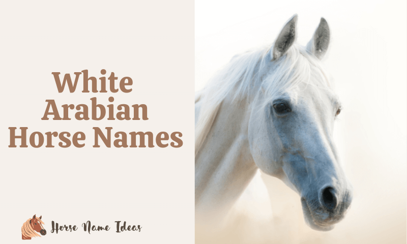 250 White Arabian Horse Names With Meanings HorseNameIdeas