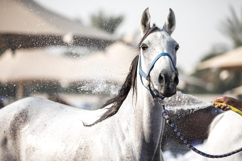 arabian horse enjoying shower