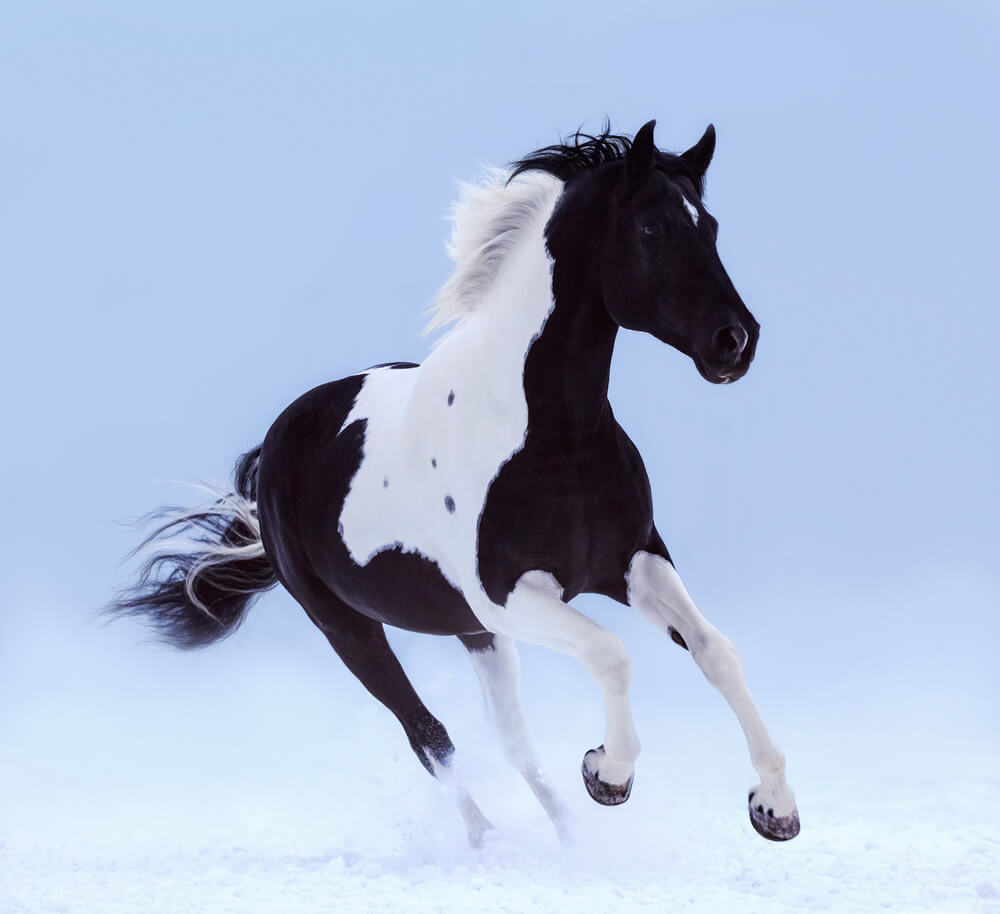black and white horse playing in winter snow