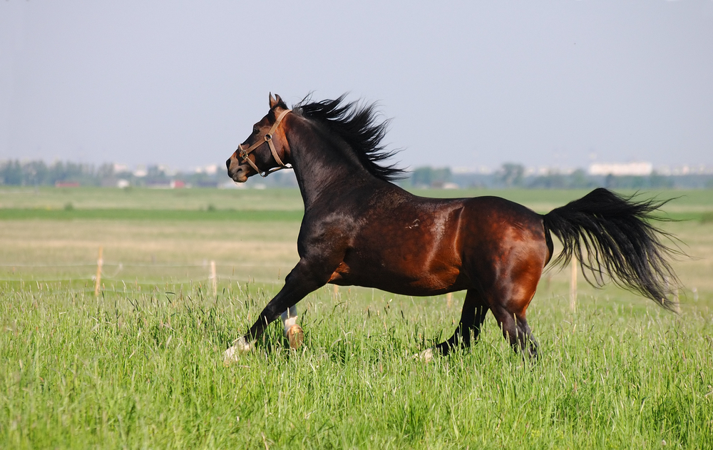 black chestnut horse galloping black chestnut horse galloping