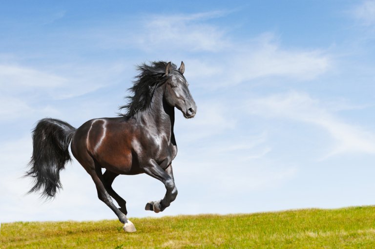 160 Black Chestnut Horse Names HorseNameIdeas com