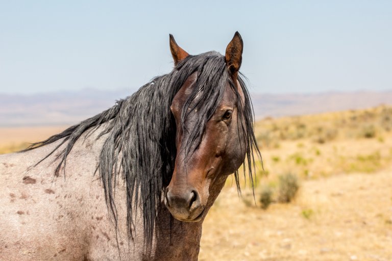 120 Dappled Buckskin Horse Names