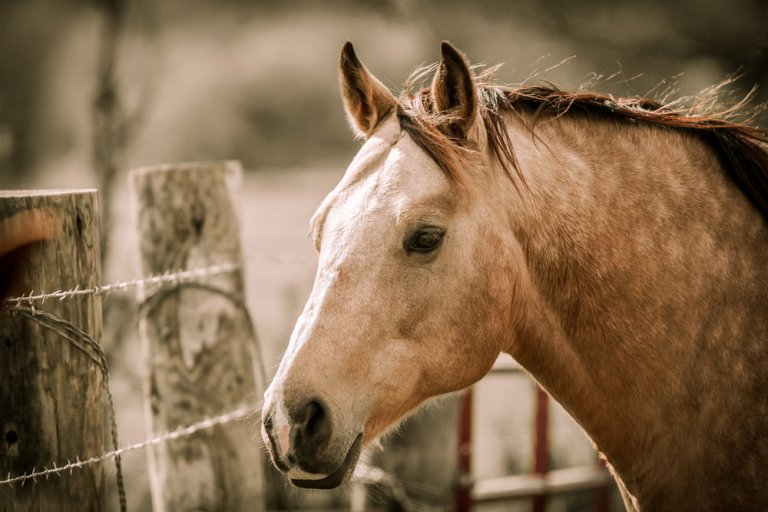 120 Dappled Buckskin Horse Names