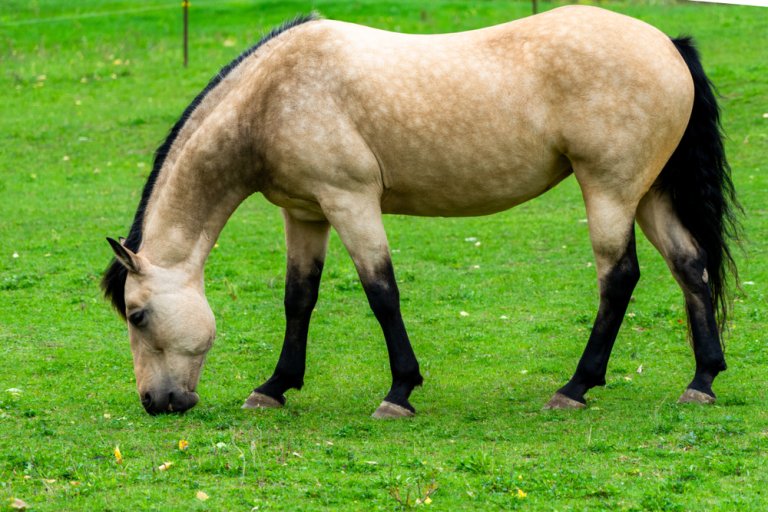 120 Dappled Buckskin Horse Names