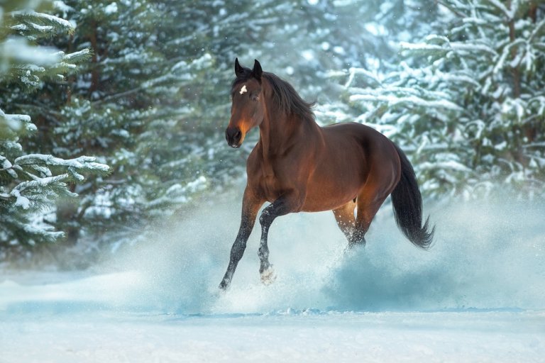 150 Dark Bay Horse Names HorseNameIdeas