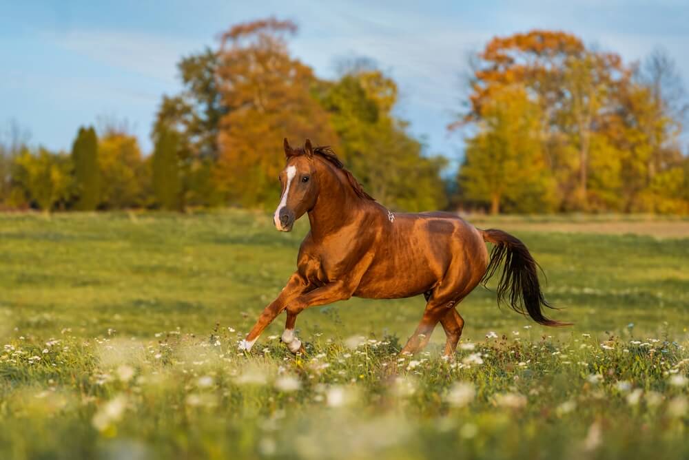 red chestnut horse in autumn field