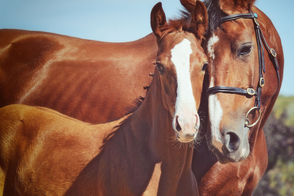 red chestnut horse with mother