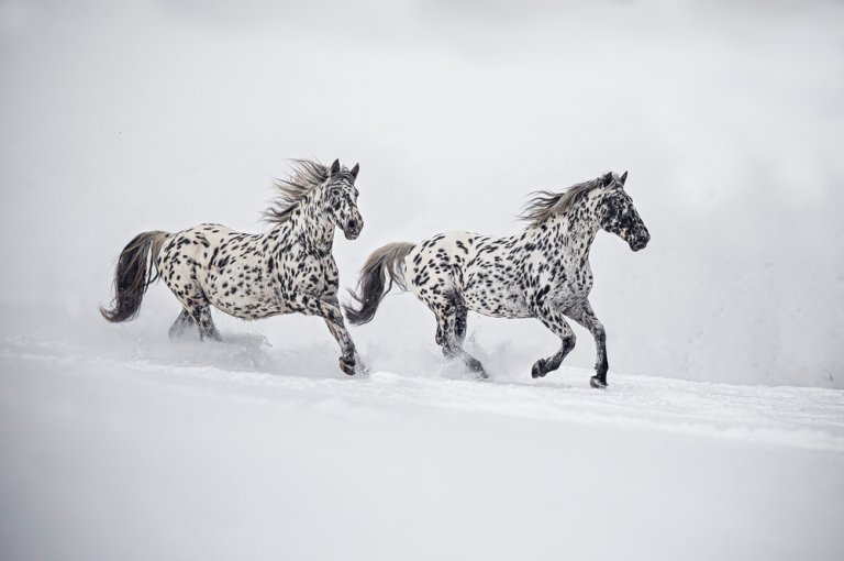 140 Black and White Spotted Horse Names