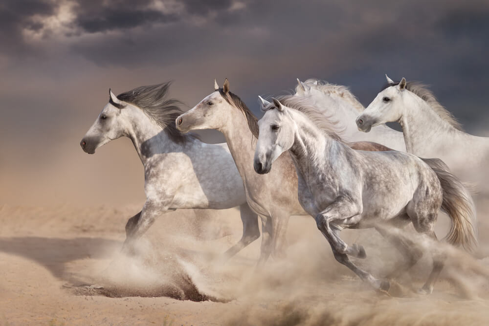 white pretty horse herd galloping on sandy dust