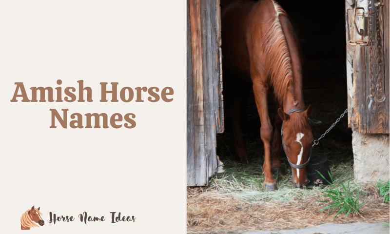Amish Horse Names
