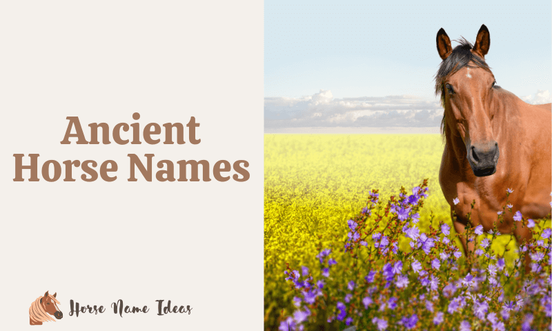 Ancient Horse Names
