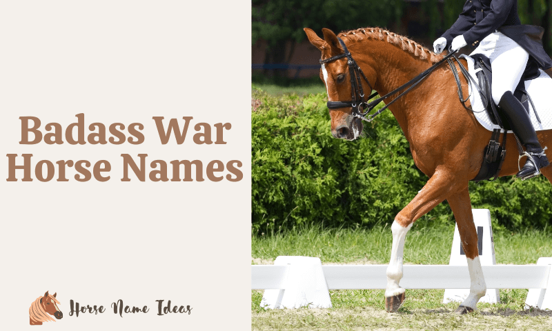 Badass War Horse Names
