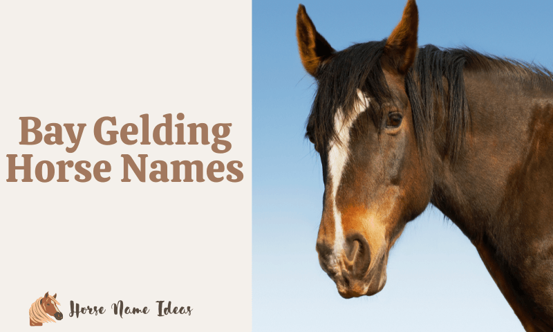 Bay Gelding Horse Names