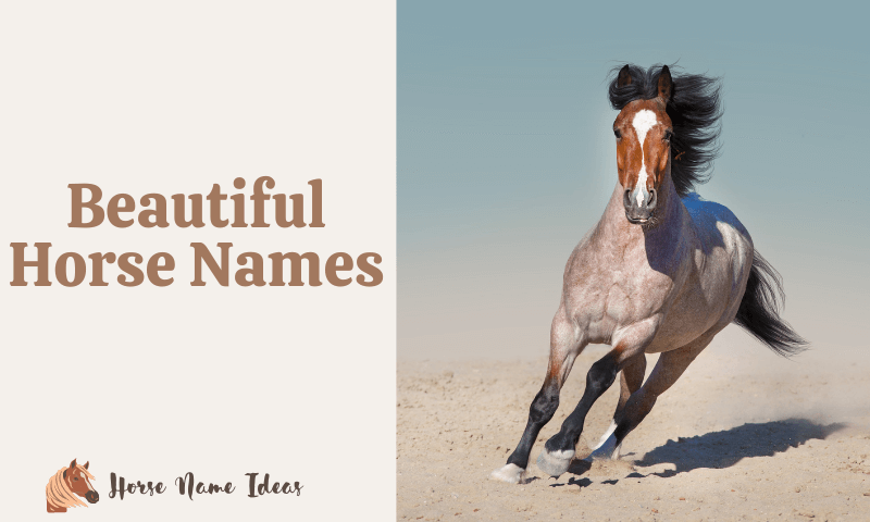 Beautiful Horse Names