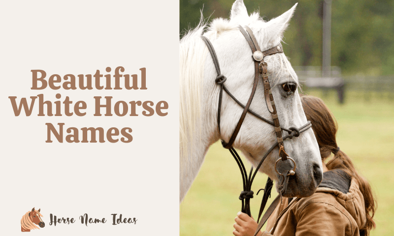Beautiful White Horse Names