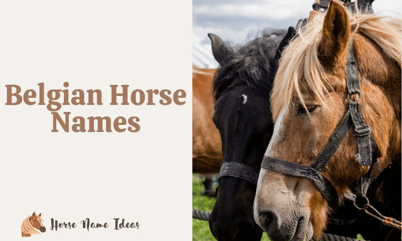 Belgian Horse Names