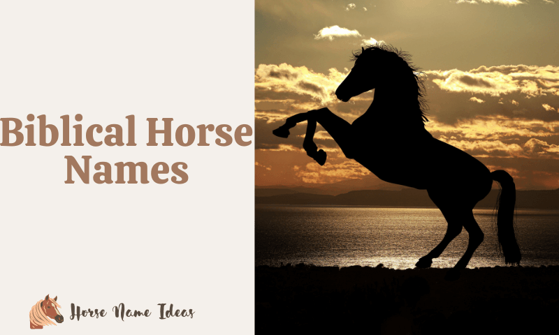 Biblical Horse Names