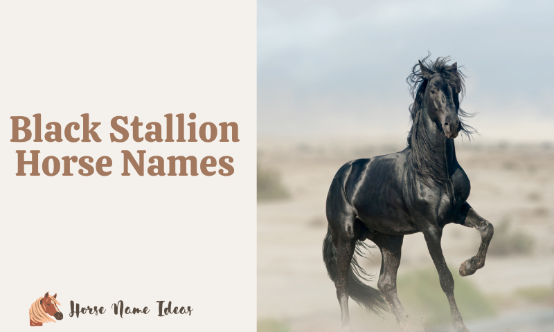 Black Stallion Horse Names