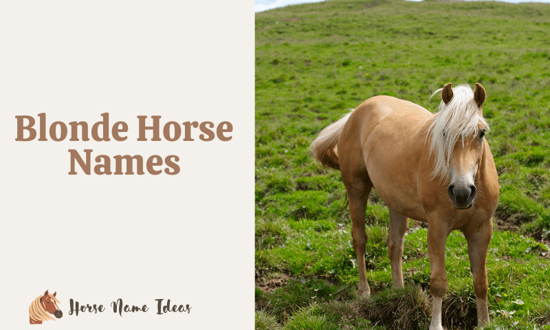 Blonde Horse Names