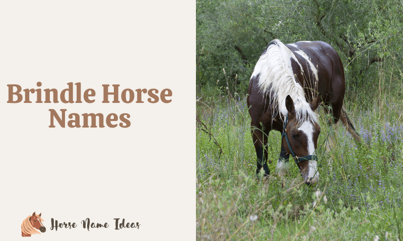 Brindle Horse Names