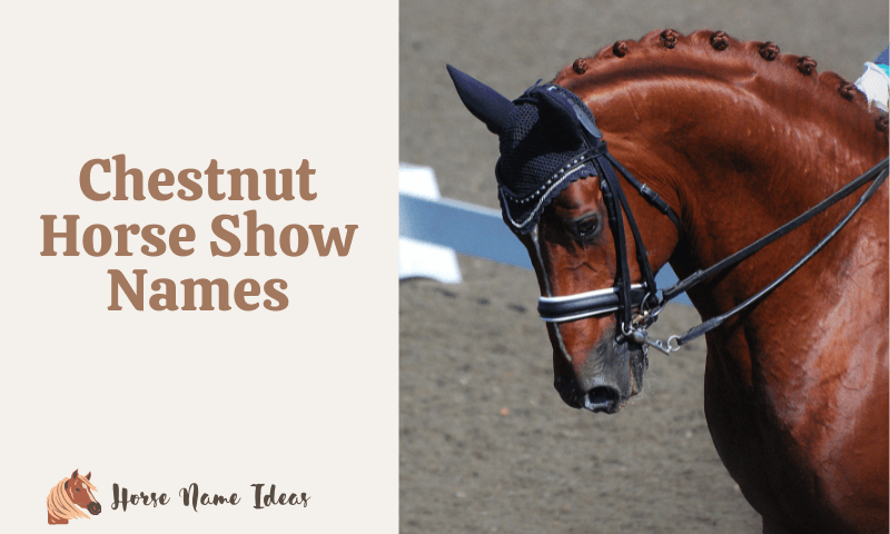 Chestnut Horse Show Names