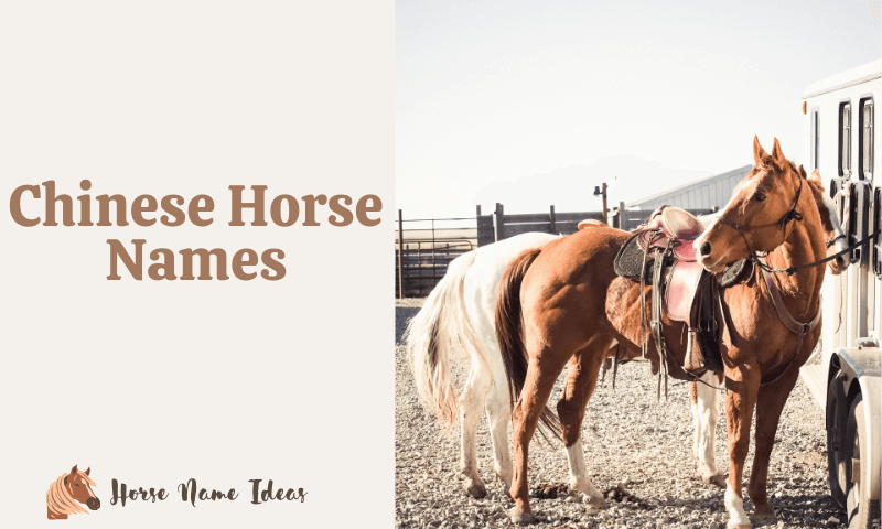 Chinese Horse Names