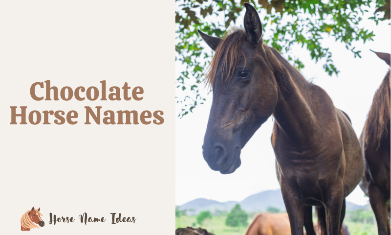 Chocolate Horse Names