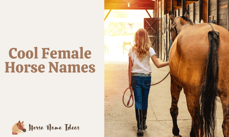 Cool Female Horse Names