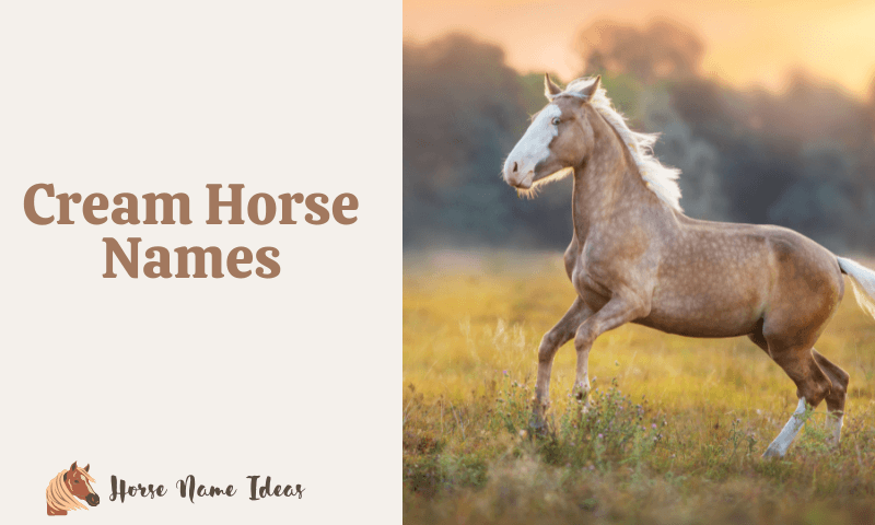 Cream Horse Names