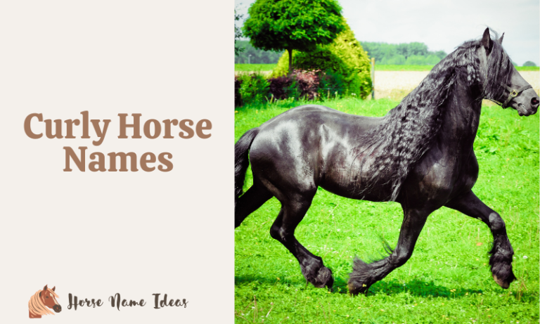 250 Curly Horse Names (With Meanings) - HorseNameIdeas.com