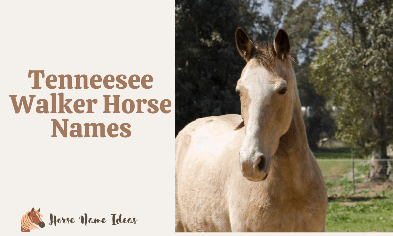 Tenneesee Walker Horse Names