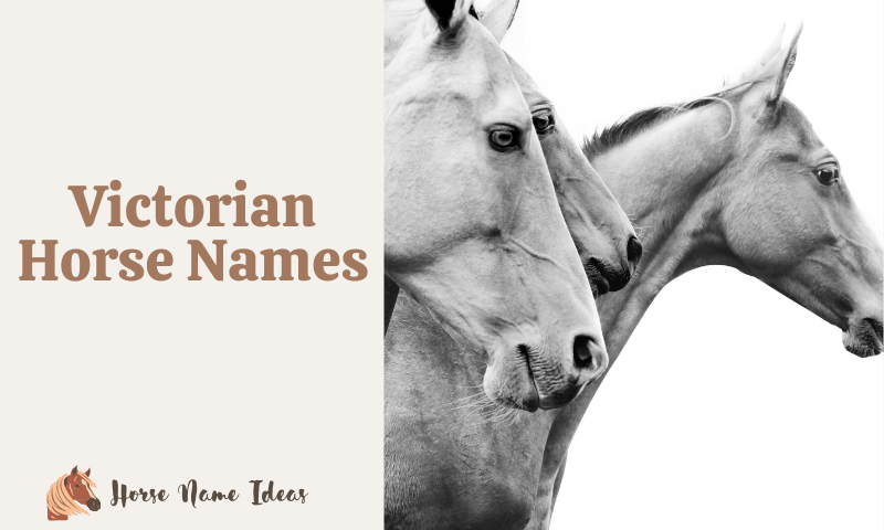 Victorian Horse Names