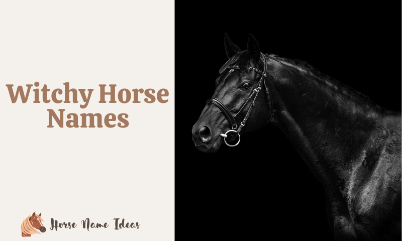 Witchy Horse Names