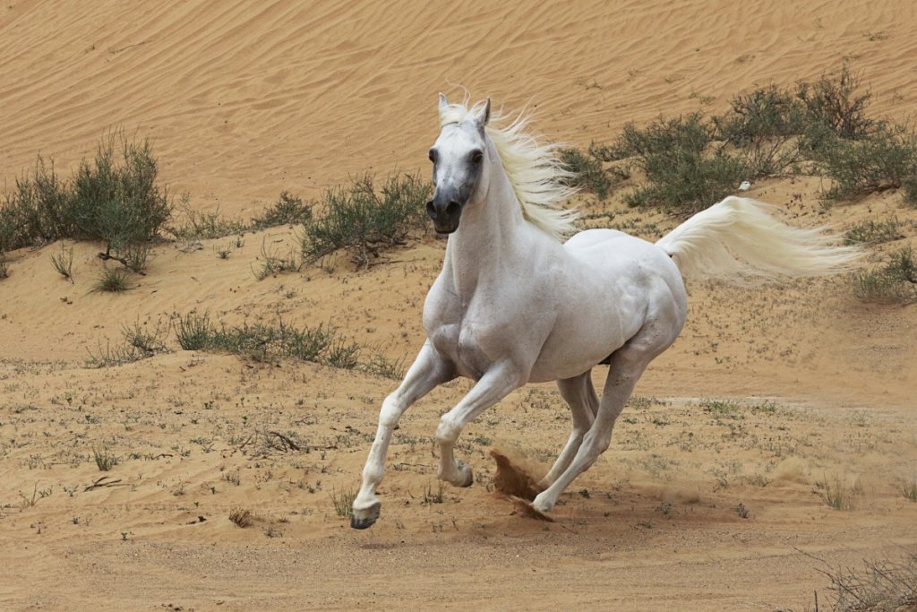 How Fast Can an Arabian Horse Run InDepth Analysis