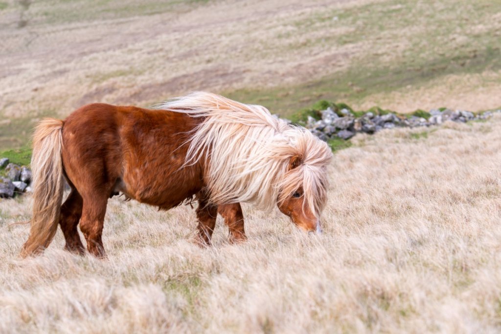 Shetland Pony vs Miniature Horse InDepth Comparison Guide
