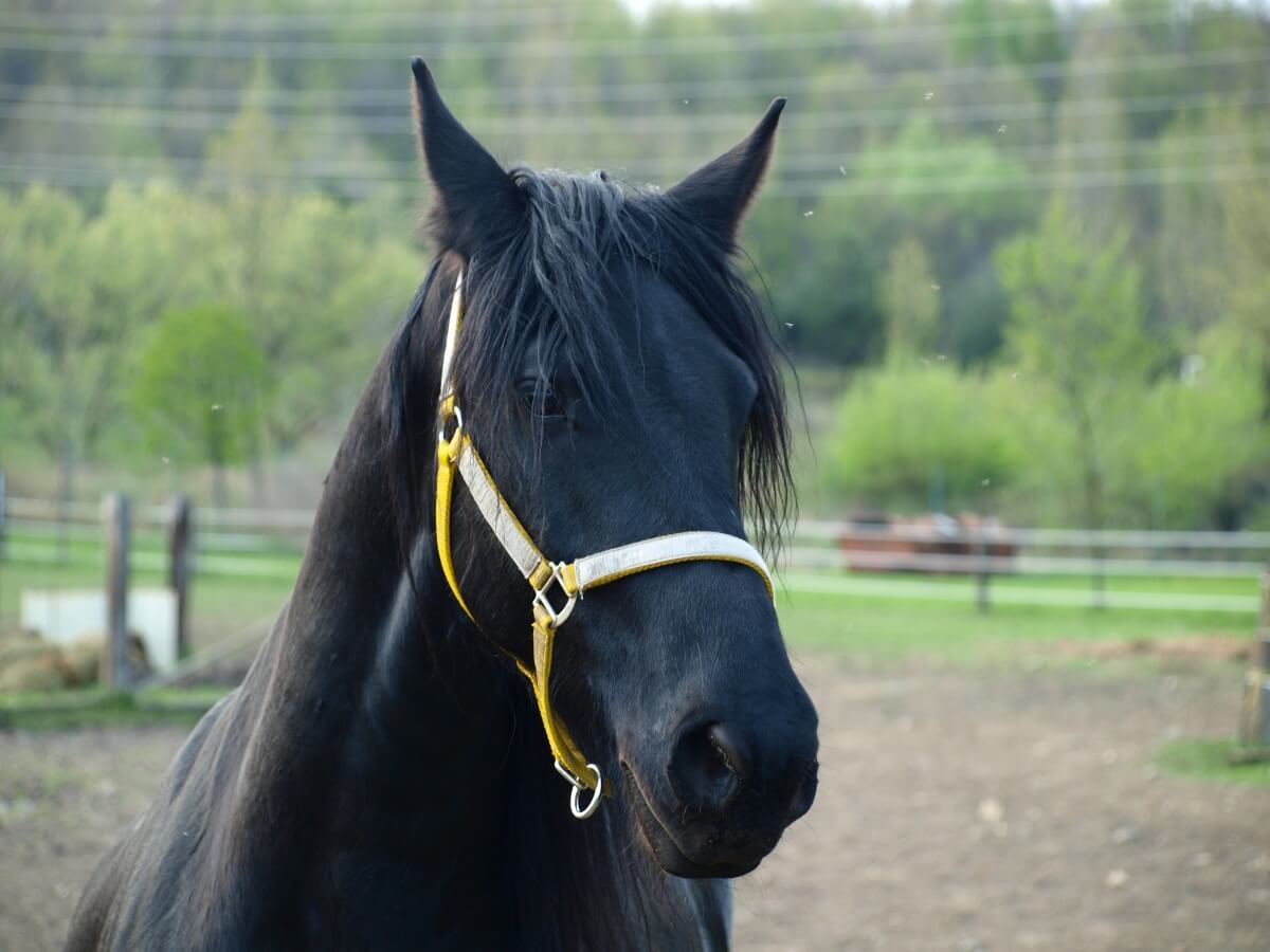 A pretty looking Black friesian horse