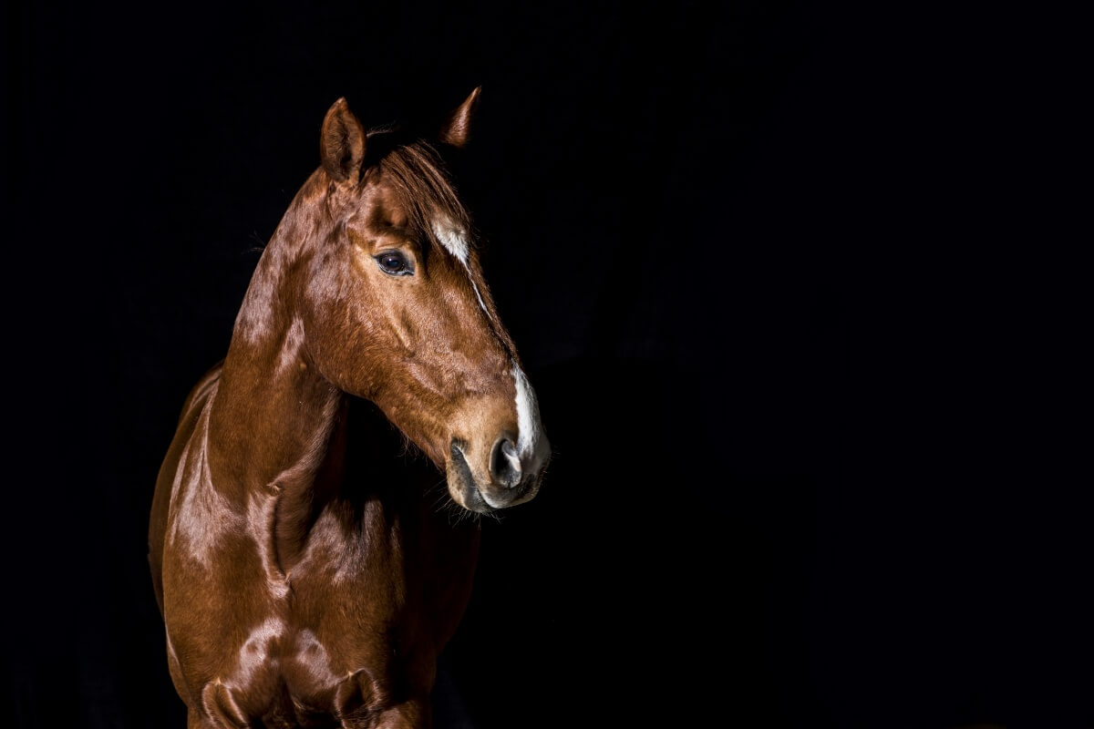 A shining brown American Quarterhorse with black background A shining brown American Quarterhorse with black background